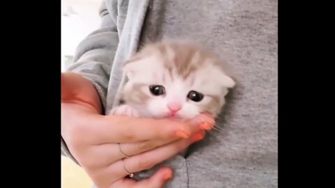 😍😍Cute and funny cats