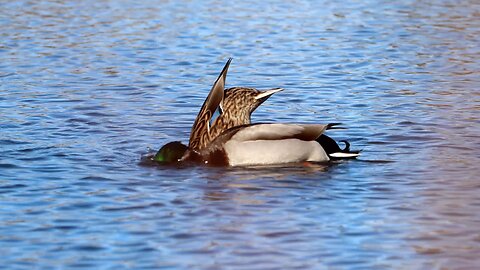 Mallard Ducks Foraging in a Lake