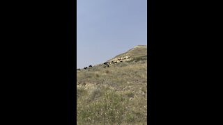 Herd of Buffalo