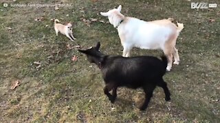Amicizie improbabili: due capre e un chihuahua!