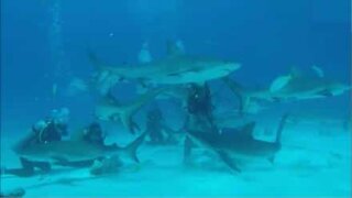 Des plongeurs sont surpris par un banc de requins !