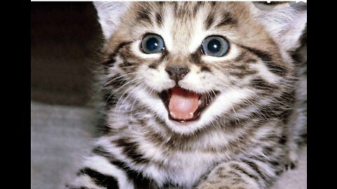 Cats 🐱 are really very cute and funny .