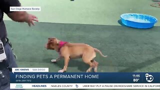 Pet of the Week: Charms