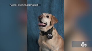 Rescued to retired, Meridian K-9 Dory ends her 8 year police career