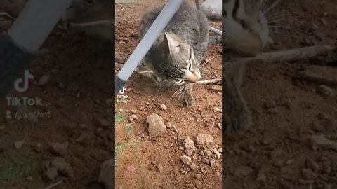 Cat Eats Chipmunk