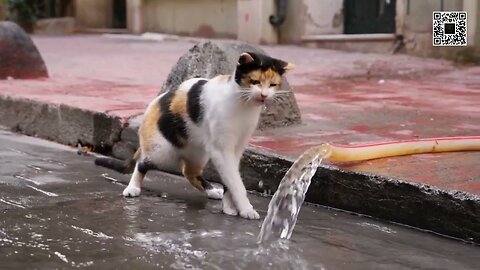 Cute cat wondering why water watering !