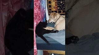 Best Friends - Black Cat and Dog #shorts #pets