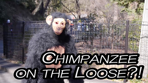 Chimpanzee on the Loose?!