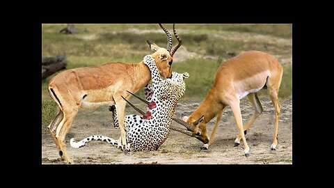 Impala Rams Fighting__Animal Videos