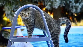 Try NOT to Laugh! 😹 This Cat Has Mastered Water Acrobatics (#192) #Clips