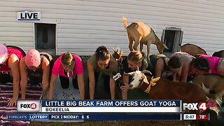 Goat Yoga classes at Little BIG BEAK Farm