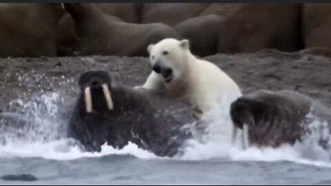 The bravery of polar bears in survival