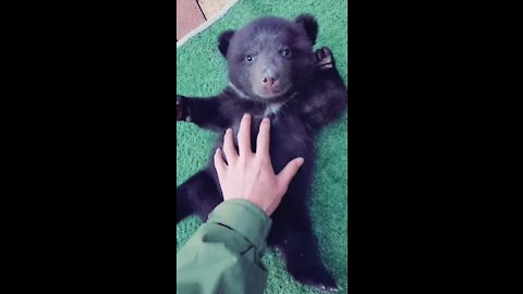 Rubbing the belly of bear cub