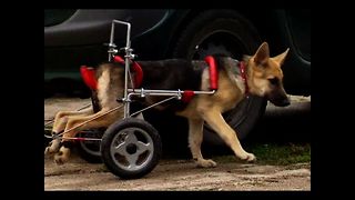 Puppy Gets Wheelchair