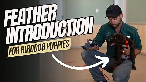 How To Introduce Feathers To Your Bird Dog Puppy