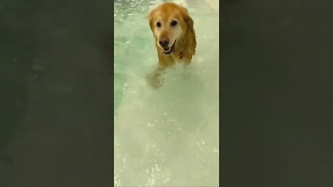 Gloden retriver pup energy enjoying in pool #shortsvideo #ytshorts #animals #cute #shortsfeed #dog