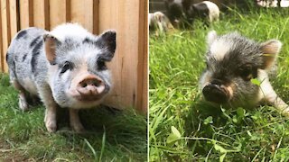 Une ferme de « mini-cochons » existe à Drummondville et tu peux aller en adopter un