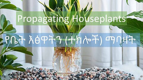 Propagating houseplants | የቤት እፅዋትን (ተክሎች) ማባዛት