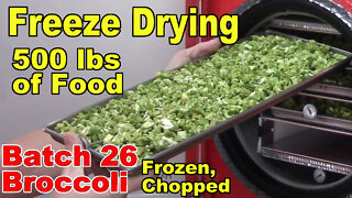 Freeze Drying Your First 500 lbs of Food - Batch 26 - Broccoli, Frozen, Chopped