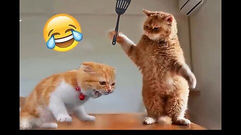 Nonstop 1 Hour Funny Pet Videos.Try Not Laugh Challenge.