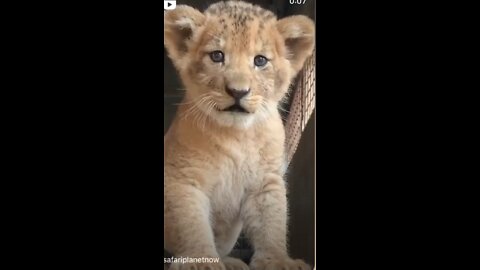 How cute is The roar of The little Lion