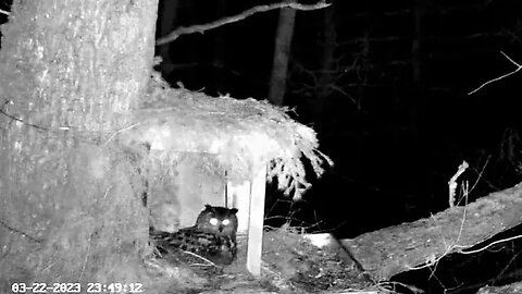 Eagle Owl's First Egg Laid 🥚 03/22/23 23:41