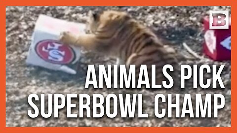 Zoo Animals Across the Country Make Their Super Bowl Picks