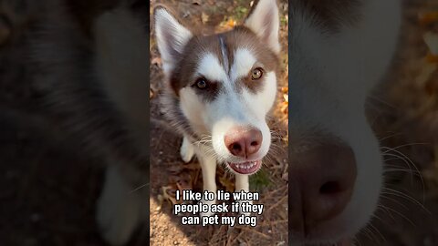 Don’t touch this husky!!