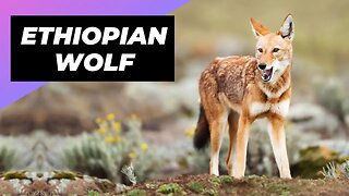 Ethiopian Wolf 🦊 A Wild Dog You Didn't Know Existed #shorts