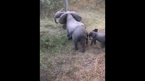 Elephant Herd Protecting Baby Elephants