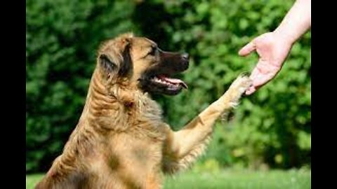 Dresser son chien en seulement 15mn par jour