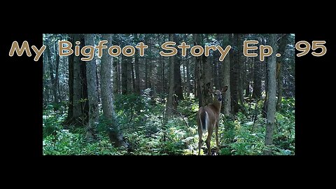My Bigfoot Story Ep. 95 - Bigfoot Trail Cams End Of September