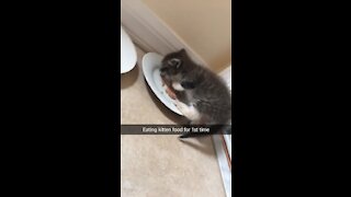 Fuzzy rescue kitten eats nutritious wet food for first time