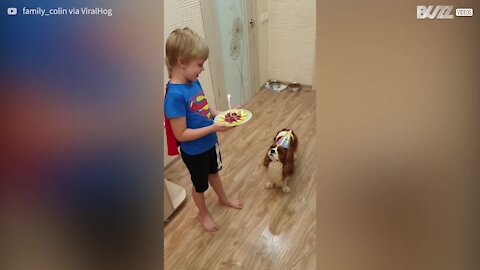 Ce chien fête son anniversaire avec un gâteau