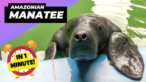 Amazonian Manatee - In 1 Minute! 🌊 Friendliest Giants of the Amazon! | 1 Minute Animals