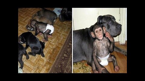 The Dog that adopted a chimpanzee puppy, as if it were one of its Litter