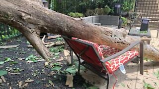 Tree falls and nearly hits mother