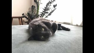 Cat loves to lick owner's hair