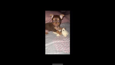 Little chihuahua playing with his stuffed animal for the first time