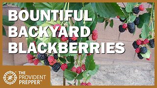 Backyard Blackberries - A Delicious and Nutritious Survival Crop