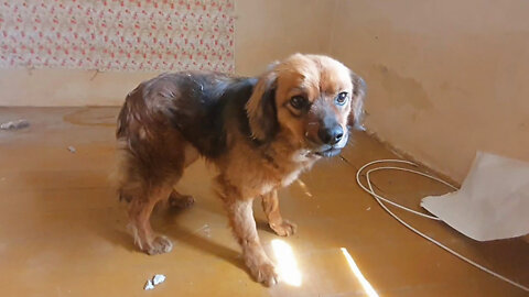 Heartbroken Dog Lives In Empty House For Months After Owner Dies