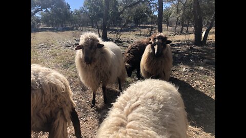 Pasture management