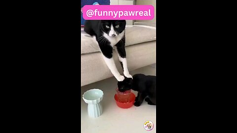Funny animals 😋😎😎funny moments 😃😋☺