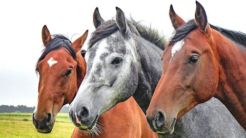 O Som dos Cavalos Pastando - Som dos Cavalos Relinchando - Horses Sounds