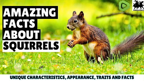 Incredible And Most Interesting Facts About Squirrels | Amazing Facts About Squirrels | Squirrels
