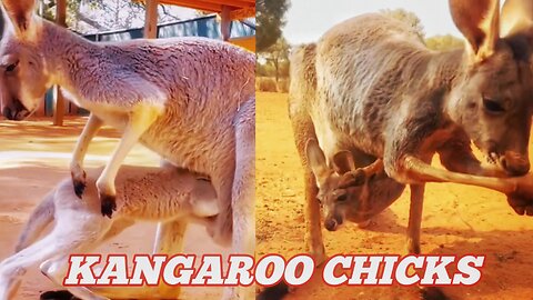 Kangaroo chicks 🦘🦘 Action animal 2024🦘🦘