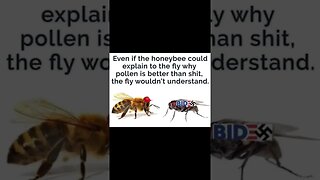 Honeybee Vs. Fly