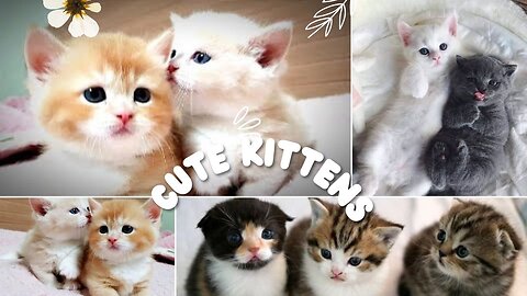 Cat Videos Cute Kittens