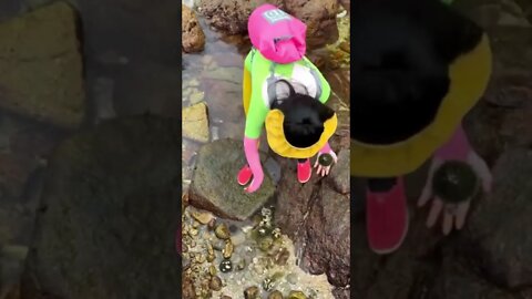 Beautiful Chinese Girl Picks Up Sea Urchins For Dinner