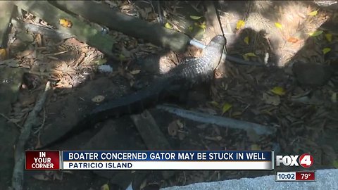 Boater is concerned alligator may be stuck in a well